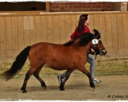 Pferd Uzuri (Shetland Pony, 2011, von Inspektor vom Fasanenweg)