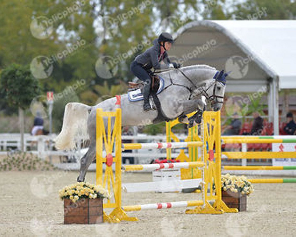 Springpferd Charlemagne Jt Z (Zangersheide Reitpferd, 2010, von Cachas)