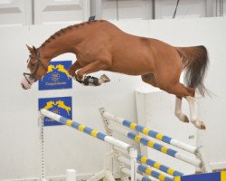 stallion Be The Freak Jt Z (Zangersheide riding horse, 2013, from Balou du Rouet)