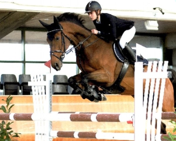 broodmare Deviline Z (Zangersheide riding horse, 2006, from Diamant de Semilly)