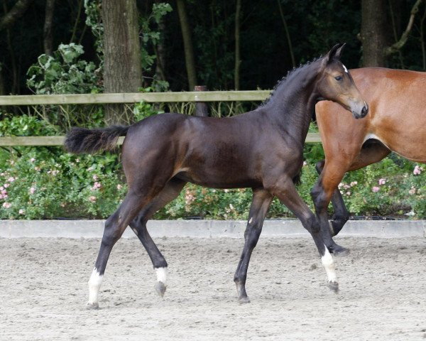 Springpferd Blantyre EB Z (Zangersheide Reitpferd, 2014, von Balou du Rouet)