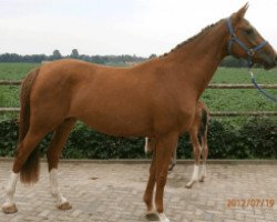 broodmare Cover Girl Z (Zangersheide riding horse, 2004, from Caretano Z)