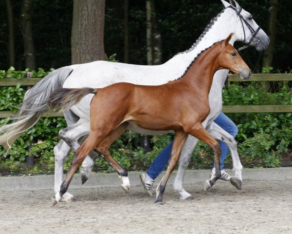 jumper Napoli Pp Z (Zangersheide riding horse, 2014, from Numero Uno)