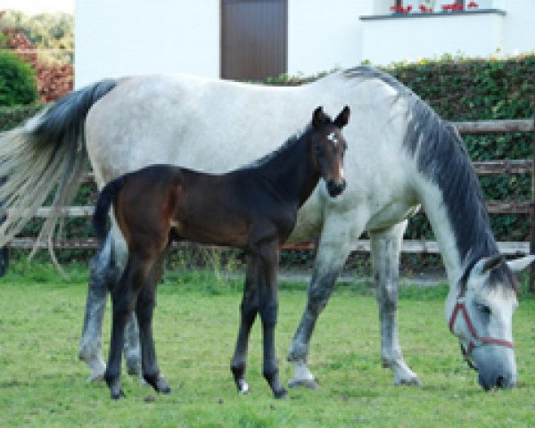 Pferd Cognac Pp Z (Zangersheide Reitpferd, 2011, von Clarence I)