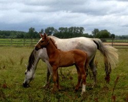 Springpferd Kana PP Z (Zangersheide Reitpferd, 2016, von Kannan)