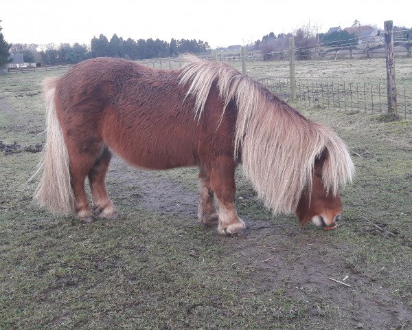 horse Benn (Shetland pony (under 87 cm),  )