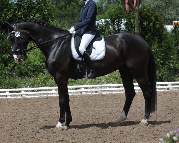 jumper Sirius Black (Hanoverian, 2009, from Sir Calypso)