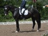 jumper Sirius Black (Hanoverian, 2009, from Sir Calypso)