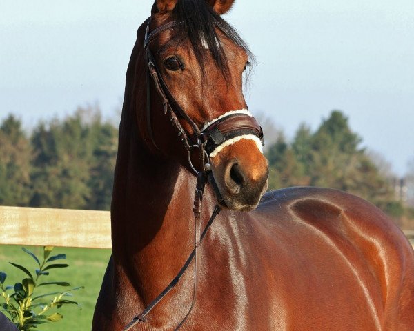 broodmare Great W (Oldenburg, 2010, from Coester 4)