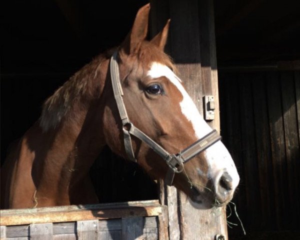 stallion Big Boy Ba-Lou (Hanoverian, 2013, from Balou du Rouet)