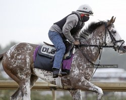 Pferd Saluki xx (Englisches Vollblut, 2018, von War Dancer xx)