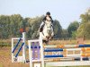 jumper Lafee 6 (German Sport Horse, 2004, from Landprinz I)