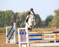 jumper Lafee 6 (German Sport Horse, 2004, from Landprinz I)