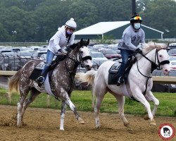 horse White Hot xx (Thoroughbred, 2017, from Flammabull xx)