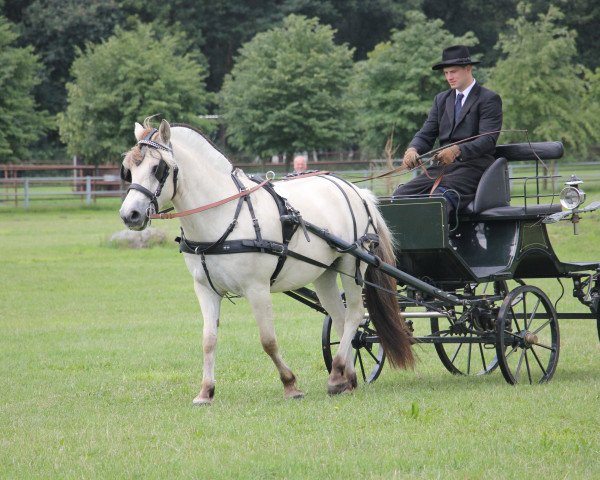 broodmare Stüv's Henrike (Fjord Horse, 2011, from Solbjør Borken)