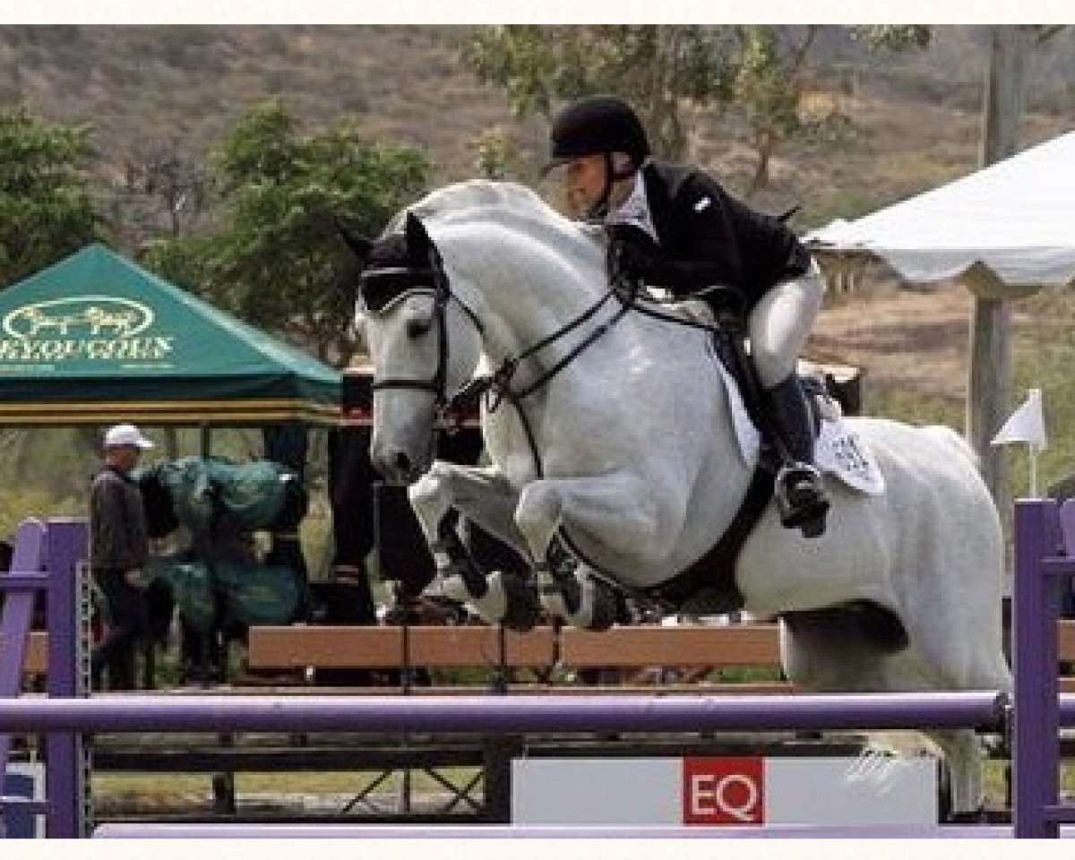 Deckhengst Salvatore (KWPN (Niederländisches Warmblut), 1999, von Cavalier)