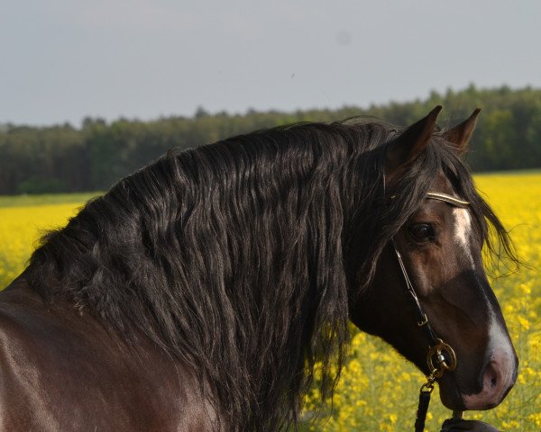 stallion Foxlight Tomboy (Welsh-Cob (Sek. D), 2004, from Finkos Tywysog)