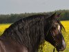 Deckhengst Foxlight Tomboy (Welsh-Cob (Sek. D), 2004, von Finkos Tywysog)