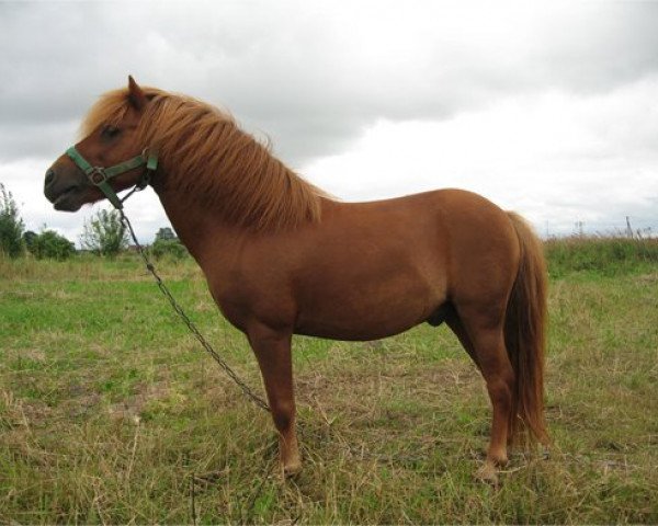 stallion Joschka v.Schwanenschlag (German Classic Pony, 1999, from Jacob's Kroenung)