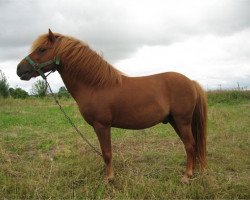 Deckhengst Joschka v.Schwanenschlag (Deutsches Classic Pony, 1999, von Jacob's Kroenung)