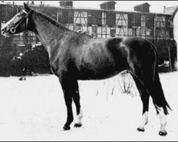 stallion Sesam I (Hanoverian, 1955, from Senator)