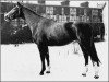 stallion Sesam I (Hanoverian, 1955, from Senator)