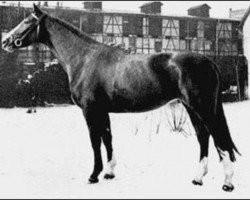 stallion Sesam I (Hanoverian, 1955, from Senator)