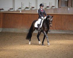 dressage horse Terbofens Charico (German Warmblood, 2009, from Charivari)