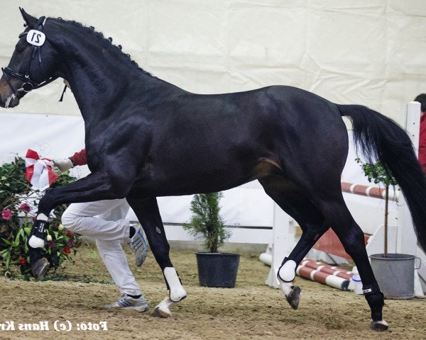 stallion Darwin (Hanoverian, 2009, from Dancier)