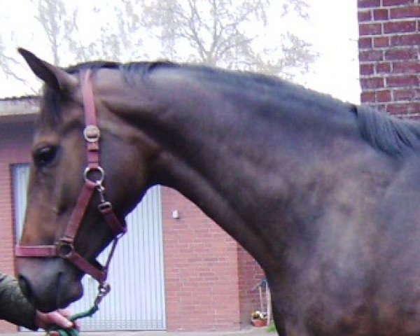 broodmare Laurencia (Hanoverian, 2005, from Lauries Crusador xx)