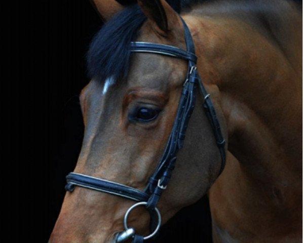 horse Grando B (polish noble half-breed, 2010)