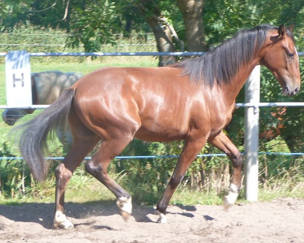dressage horse Quickly (Hanoverian, 2013, from Quaterhall)