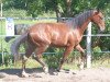 dressage horse Quickly (Hanoverian, 2013, from Quaterhall)