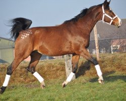 Pferd Farina van de Heide (Belgisches Warmblut, 2005, von Randel Z)