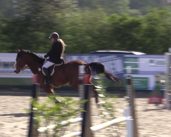 Reitturnier Langwedel - Hagen - Grinden 2019