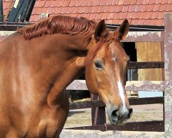 broodmare Fleurelie (Westphalian, 2004, from Florestan I)