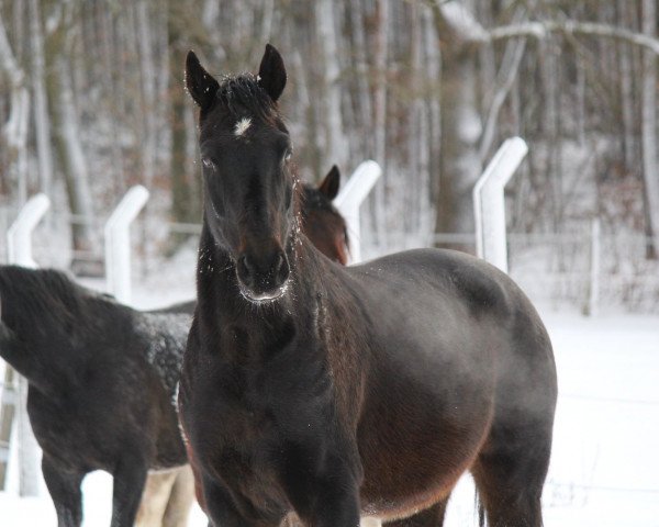 Pferd Djamiro (Westfale, 2001, von Donnerschlag)