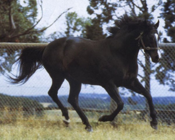 stallion Century xx (Thoroughbred, 1969, from Better Boy xx)