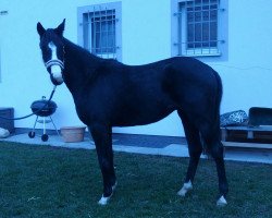 dressage horse Fürstenlooks Tarinchen (German Sport Horse, 2015, from Fürsten-Look)