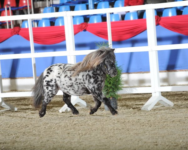 Deckhengst Maddox (Nederlands Appaloosa Pony, 2013, von Marschall Talisman)