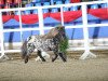 Deckhengst Maddox (Nederlands Appaloosa Pony, 2013, von Marschall Talisman)