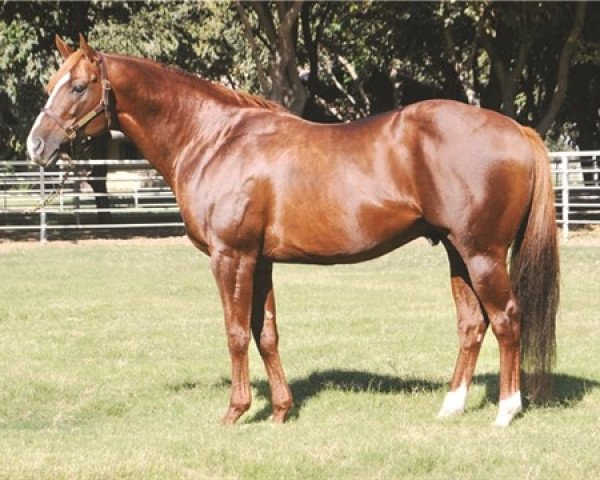 stallion Lucky Pulpit xx (Thoroughbred, 2001, from Pulpit xx)