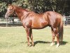 stallion Lucky Pulpit xx (Thoroughbred, 2001, from Pulpit xx)