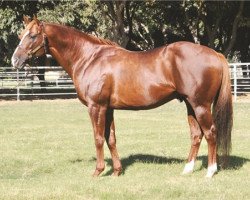 stallion Lucky Pulpit xx (Thoroughbred, 2001, from Pulpit xx)