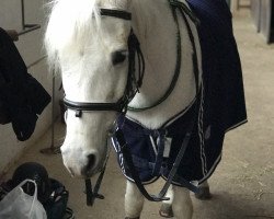 dressage horse Amadeus 515 (Arabian, 1996)