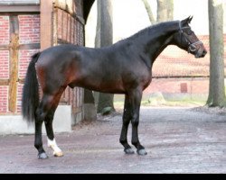 dressage horse Karli (Hannoveraner, 2014, from Scolari)