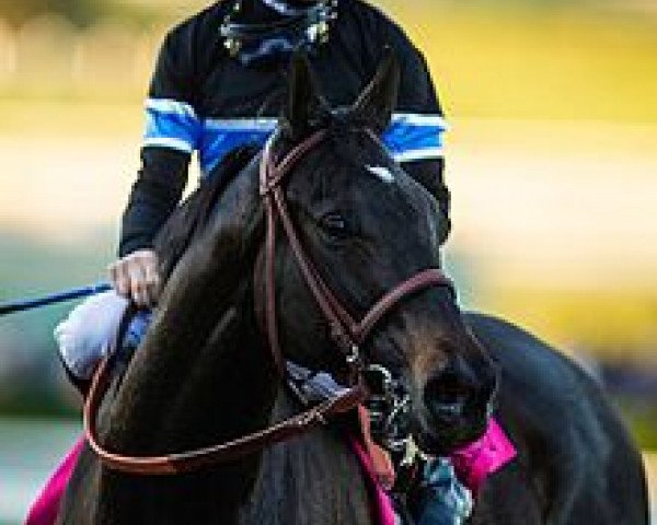 Pferd Shared Belief xx (Englisches Vollblut, 2011, von Candy Ride xx)