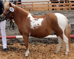 Zuchtstute Maxima vom Almhof (Dt.Part-bred Shetland Pony, 2011, von Boy)