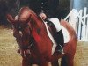 broodmare E-Chiara (Holsteiner, 1990, from Caletto I)