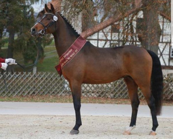 jumper Nikolodeon (German Riding Pony, 2013, from Nutrix)